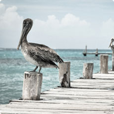 防封号外呼软件